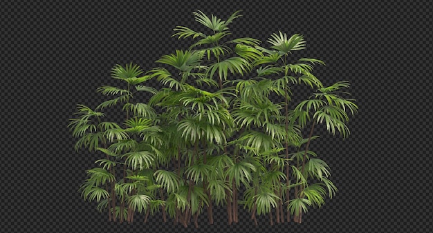 PSD bamboo palm tree cluster, chamaedorea seifrizii isolated