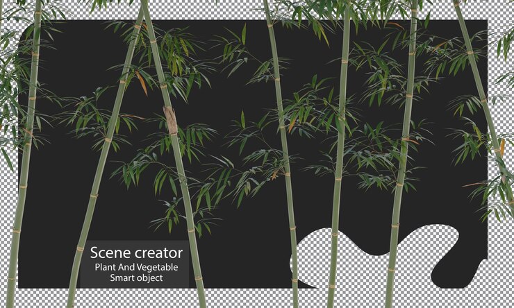PSD bamboo plants isolated, bambusa boniopsis clipping path