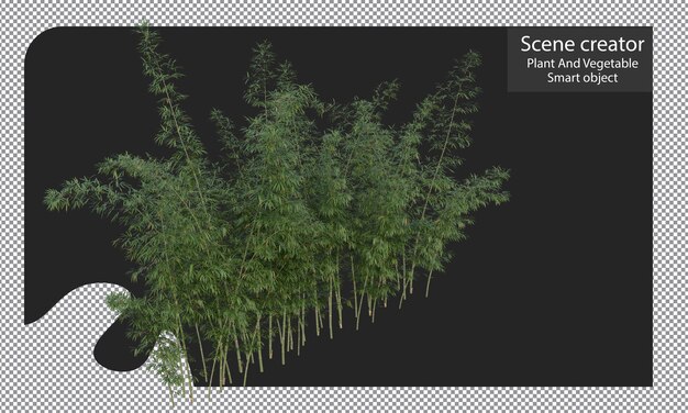 PSD bamboo plants isolated, bambusa boniopsis clipping path