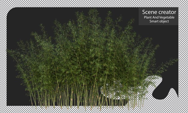 PSD bamboo plants isolated, bambusa boniopsis clipping path