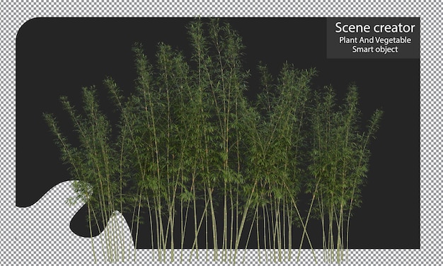 PSD bamboo plants isolated, bambusa boniopsis clipping path