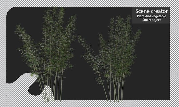 PSD bamboo plants isolated, bambusa boniopsis clipping path