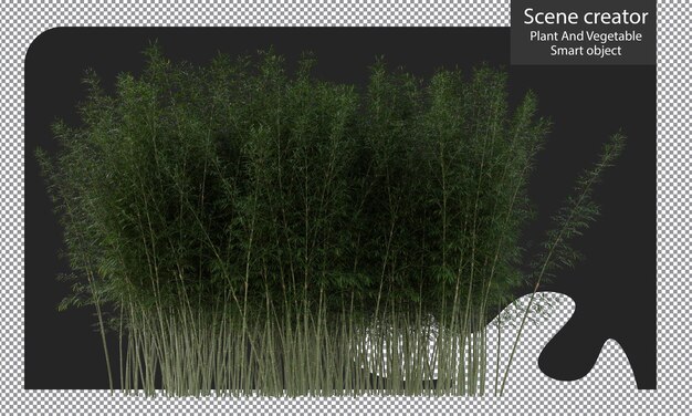 PSD bamboo plants isolated, bambusa boniopsis clipping path