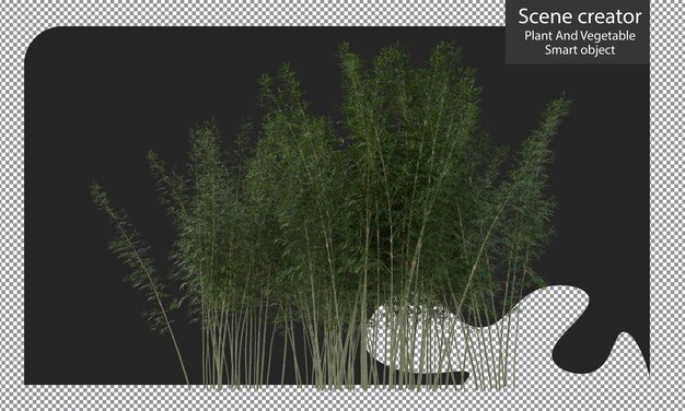 PSD bamboo plants isolated, bambusa boniopsis clipping path