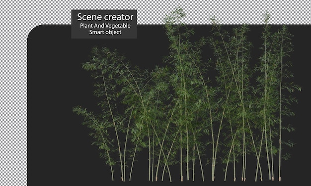 PSD 分離されたタケ植物、群生タケ クリッピング パス