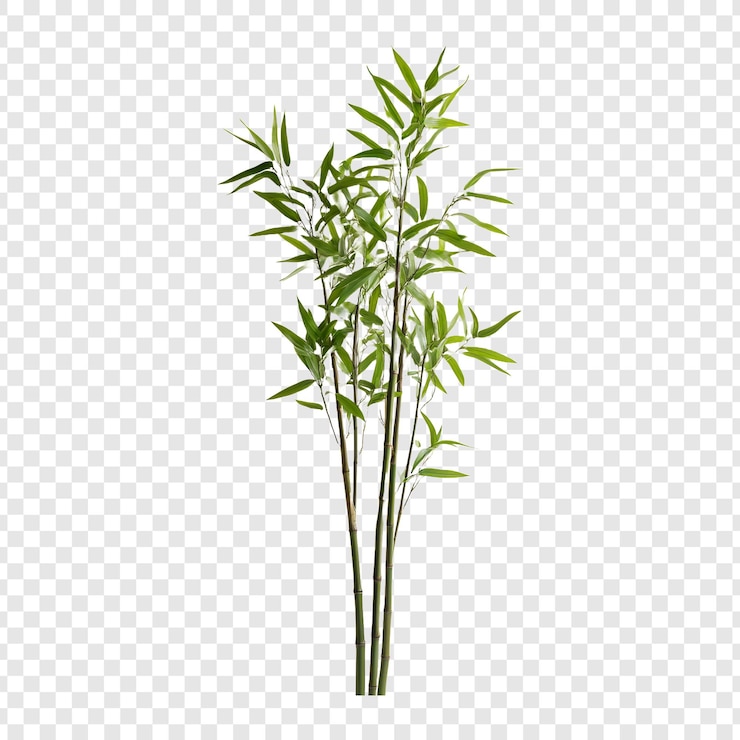 PSD bamboo png isolated on transparent background