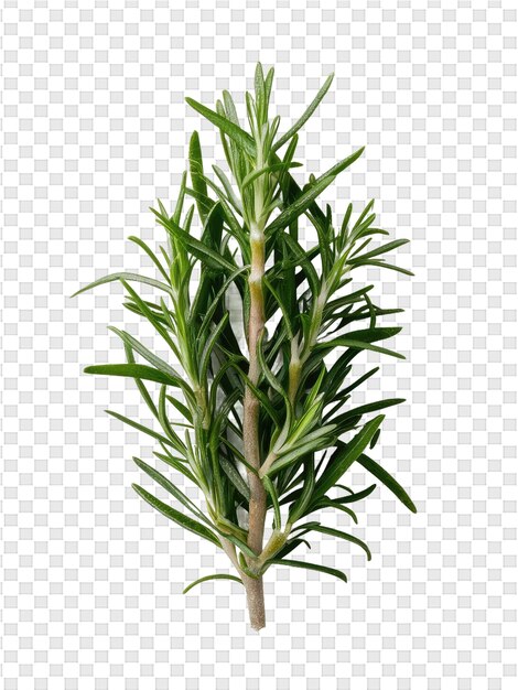 PSD bamboo on a transparent background