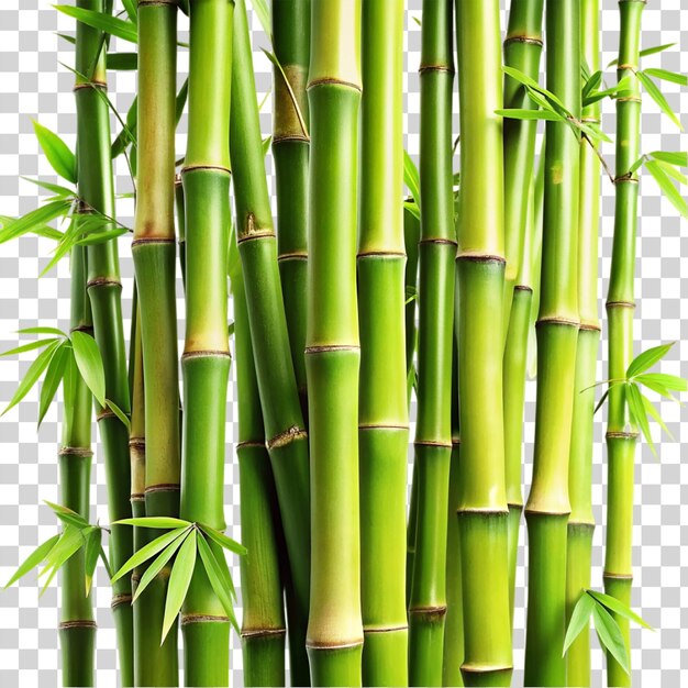 PSD bamboos isolated on transparent background