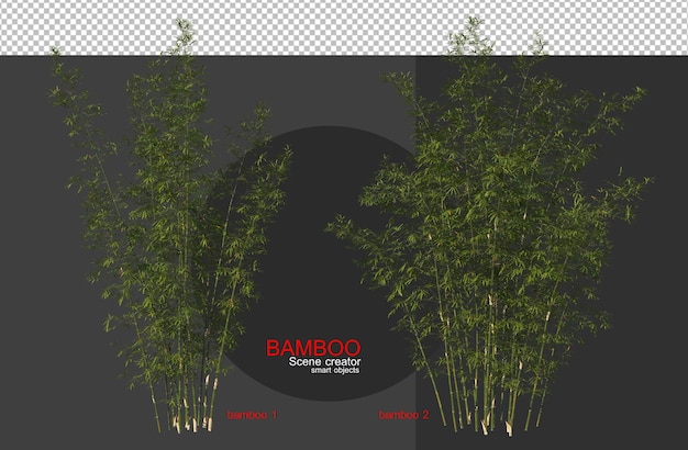 Bambusowe Drzewa Różnej Wielkości
