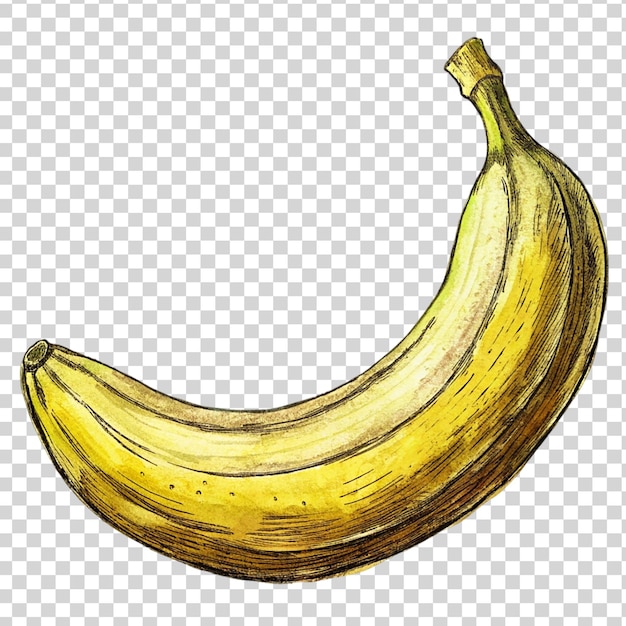 Banana art isolated on transparent background