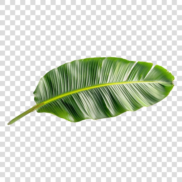 PSD banana leaf isolated on transparent background png