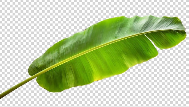 PSD banana leaf isolated on transparent background