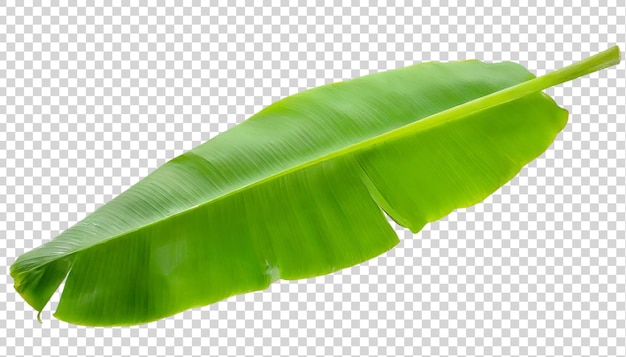 PSD banana leaf isolated on transparent background