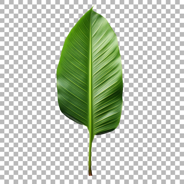 PSD banana leaf on transparent background