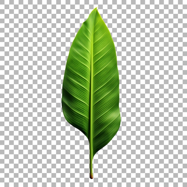 PSD banana leaf on transparent background