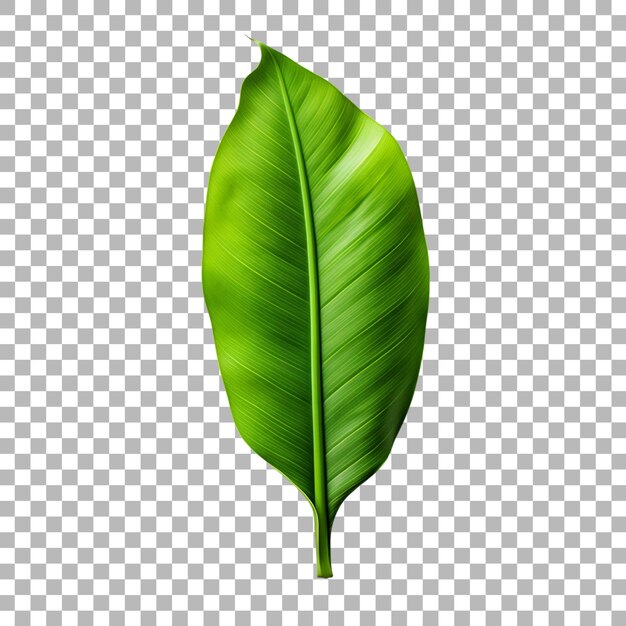 PSD banana leaf on transparent background