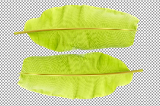 PSD banana leaf