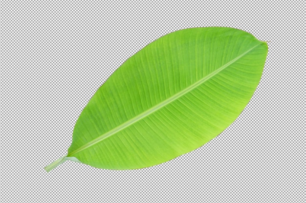 Banana leaf