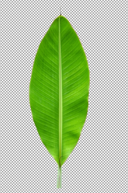 PSD banana leaves