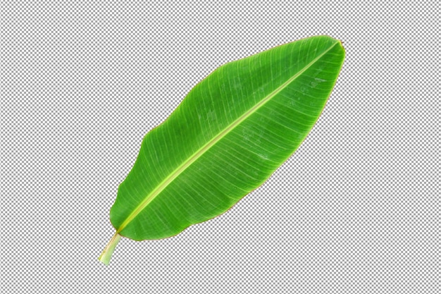 banana leaves