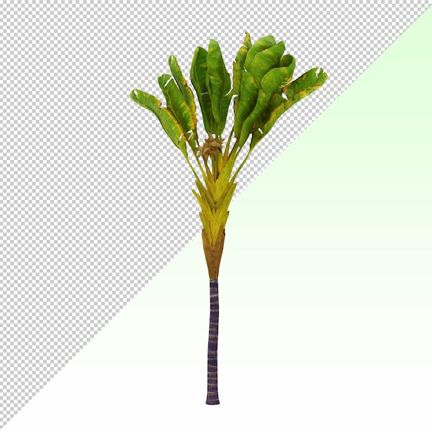 PSD banana palm tree