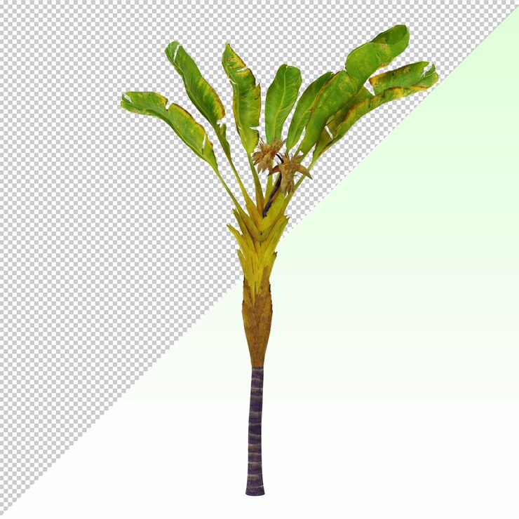 PSD バナナヤシの木