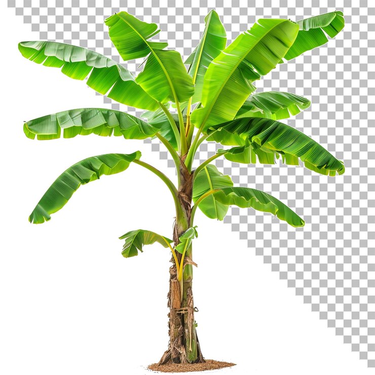 PSD 透明な背景の写真にバナナの木が描かれています