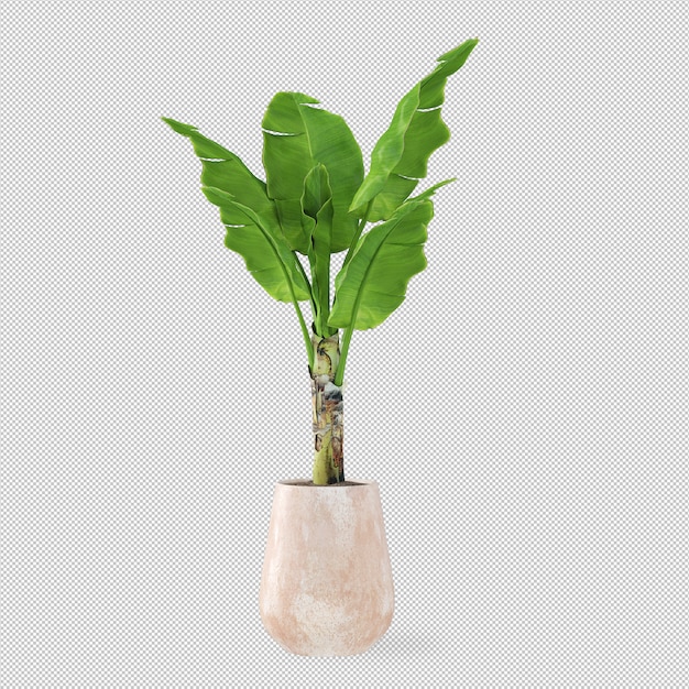 Banana tree in pot in 3d rendering