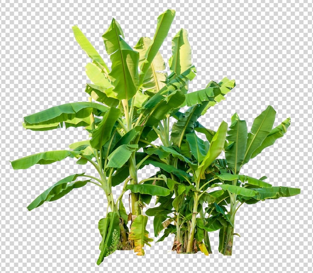 Banana tree on white background with clippings path