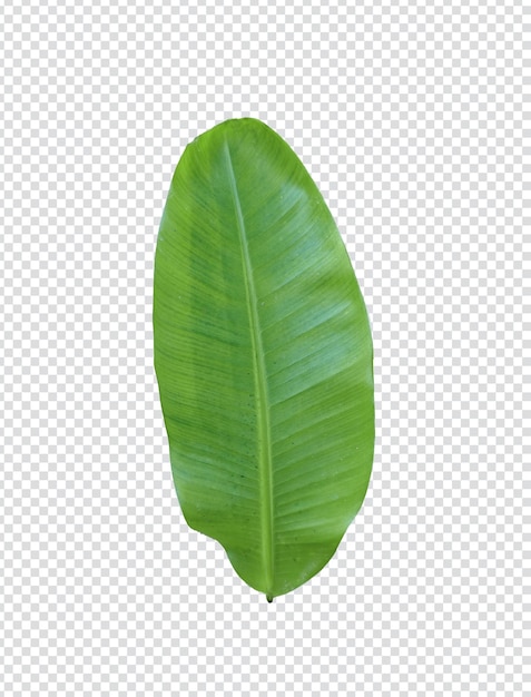 Bananenblad, een blad van bananenboom transparante achtergrond png clipart