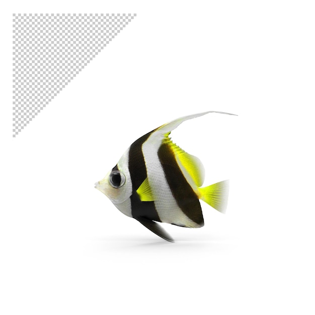 Pesce bandiera png