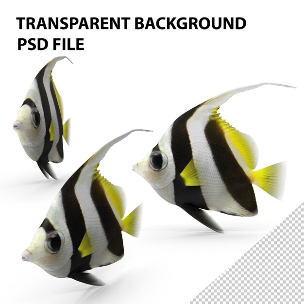 PSD bannerfish png