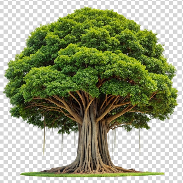 PSD banyan tree isolated on transparent background