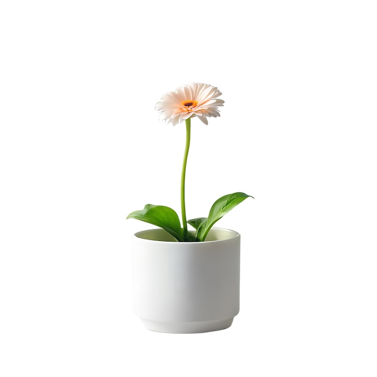 PSD barberton daisy in een minimalistische witte pot geïsoleerd op een doorzichtige achtergrond