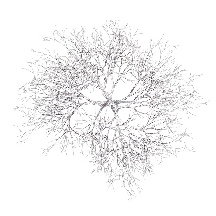 PSD bare cherry tree drawing isolated transparent background