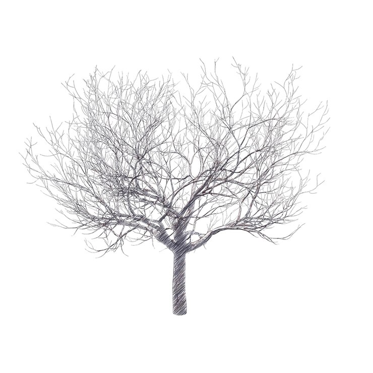 PSD bare cherry tree drawing isolated transparent background