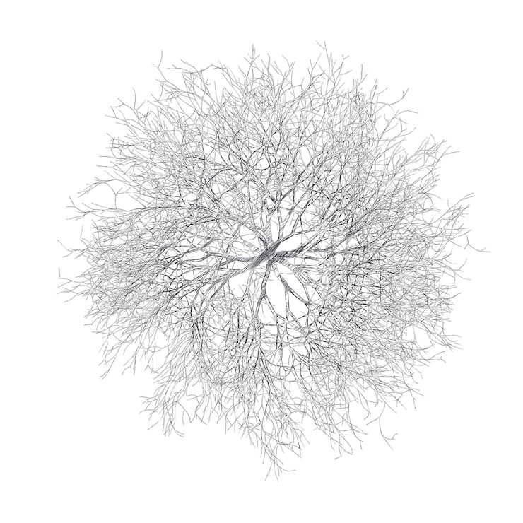 PSD bare cherry tree drawing isolated transparent background