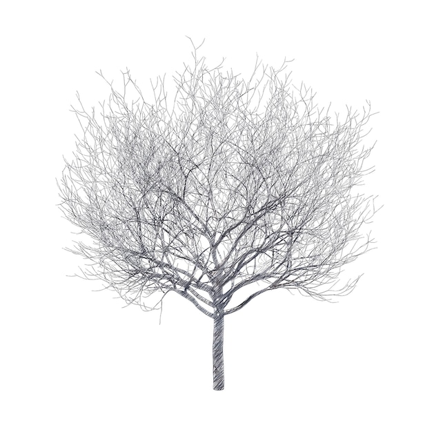 PSD bare cherry tree drawing isolated transparent background