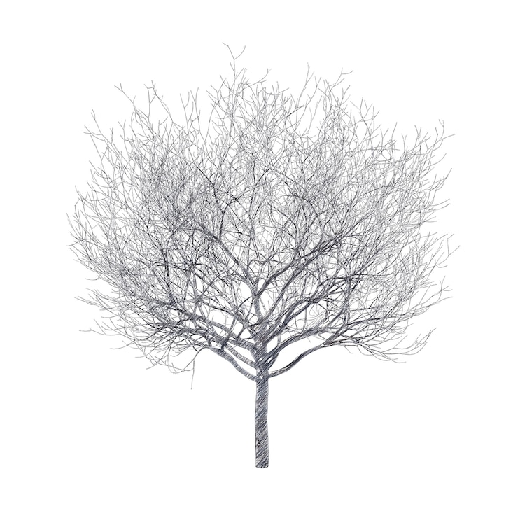 PSD bare cherry tree drawing isolated transparent background