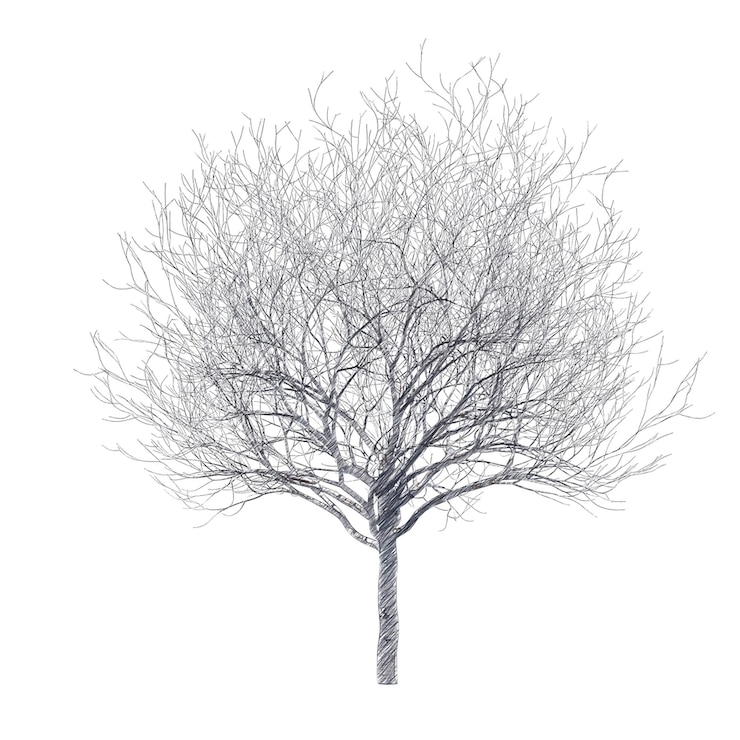 PSD bare cherry tree drawing isolated transparent background
