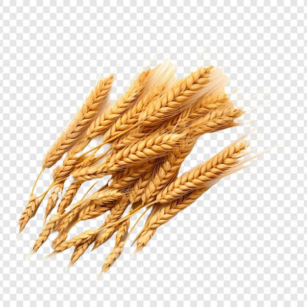 PSD barley isolated on transparent background