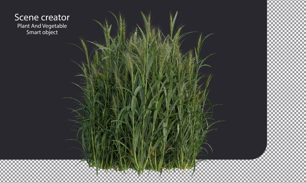 PSD barleys plants isolated green barleys field clipping path