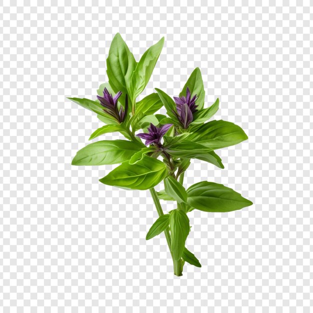 PSD basil flower isolated on transparent background