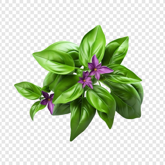PSD basil flower isolated on transparent background