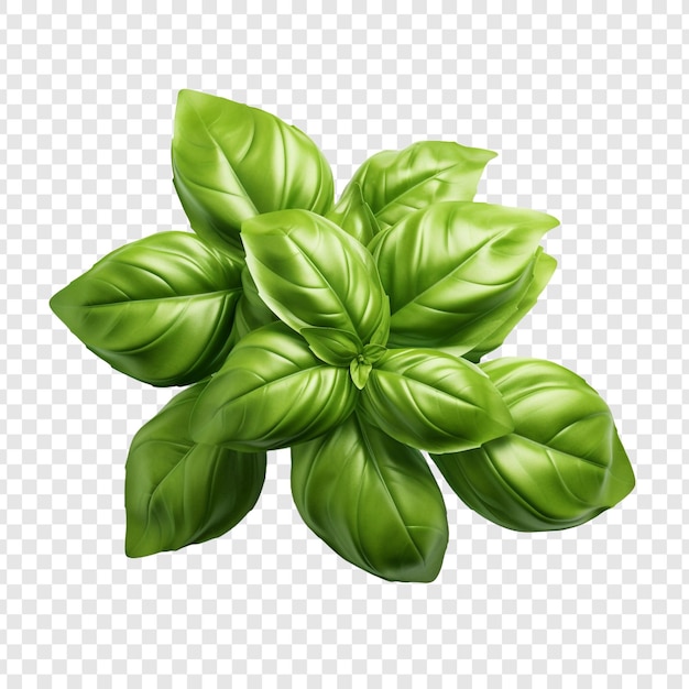 Basil isolated on transparent background