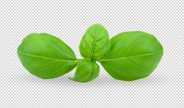 Basil leaf isolated on alpha layer