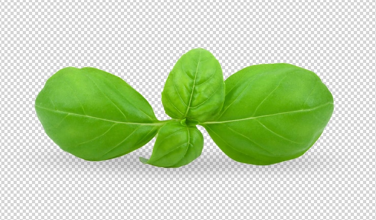PSD アルファ層で分離されたバジルの葉