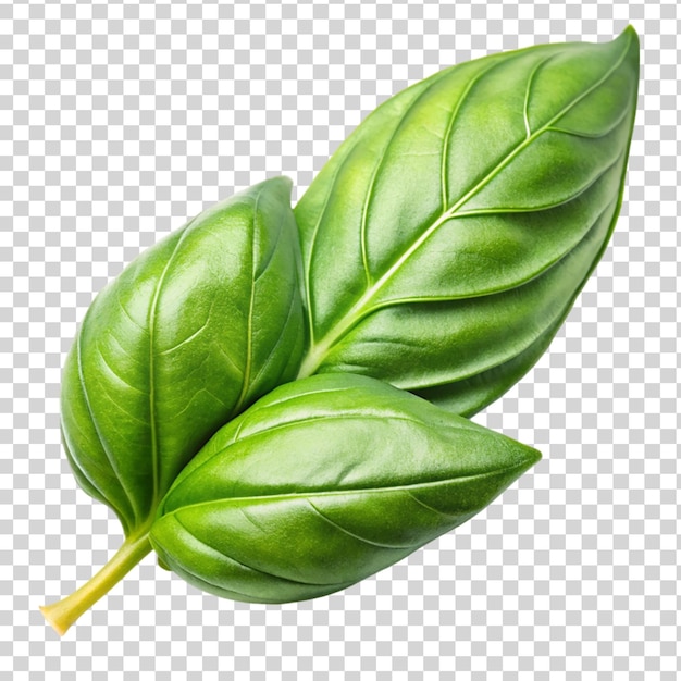 Basil leave isolated on transparent background