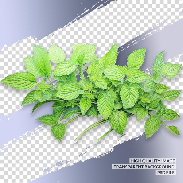 PSD basil leaves 3d png clipart transparent isolated background