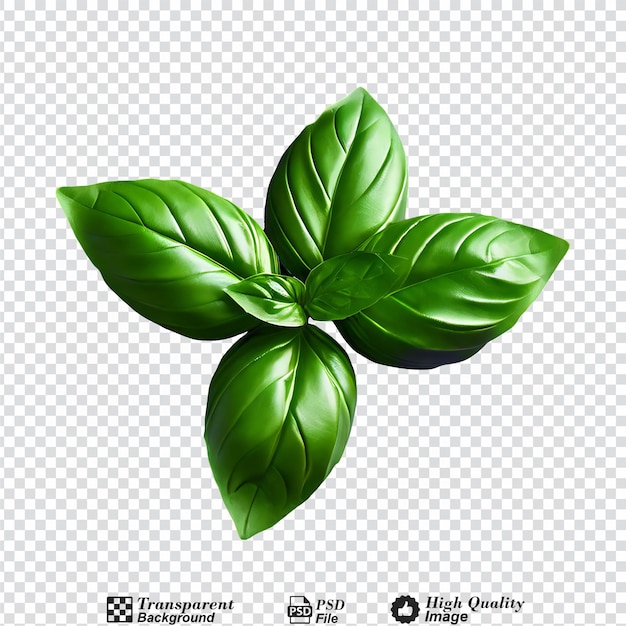 PSD basil leaves isolated on transparent background